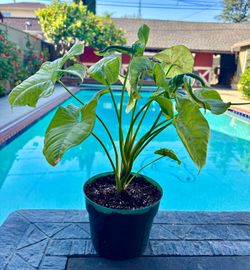 Syngonium podophyllum 'Milk Confetti'  6” pot