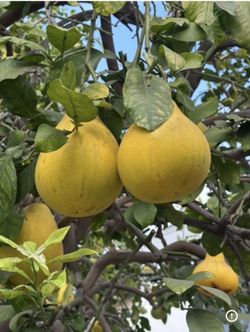 Pomelo, Bưởi Ngọt 