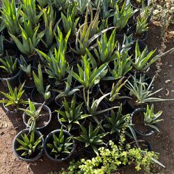 Agaves $10 Each 