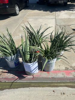 Free aloe vera