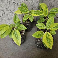 Ficus Altissima Yellow Gem Plant (Rubber Tree)