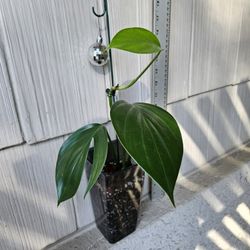 Rhaphidophora Decursiva (Dragon Tail Plant)