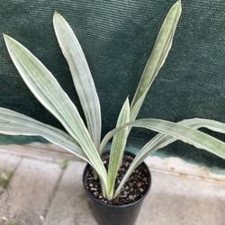 Sanseveria Snake Plant, In 1 Gallon Pot Pick Up Only