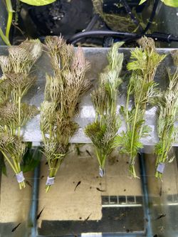 Cabomba EASY Aquarium Plant 