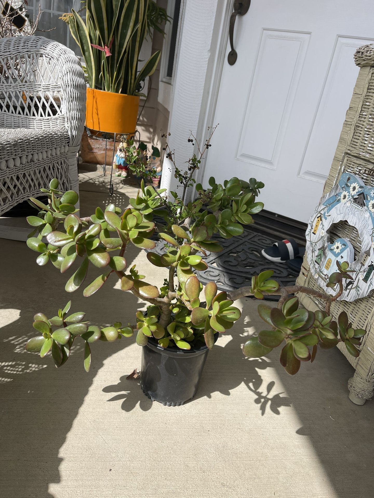 Beautiful Green Plant Big  Jade