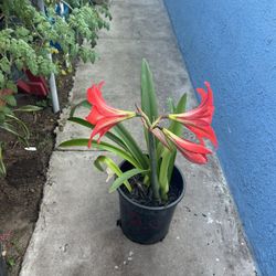 Amaryllis