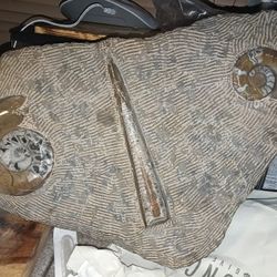 This Fossil Is 350 Million Years Old Very Special And Very Unique