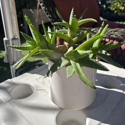 Nice Aloe Nobolis