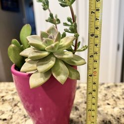 Cute Hot Pink Ceramic Pot Filled with 3 Different Succulent Plants. Great Valentine’s Gift!