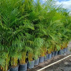 Huge Arecas About 7 Feet Tall Instant Privacy Hedge For Fence