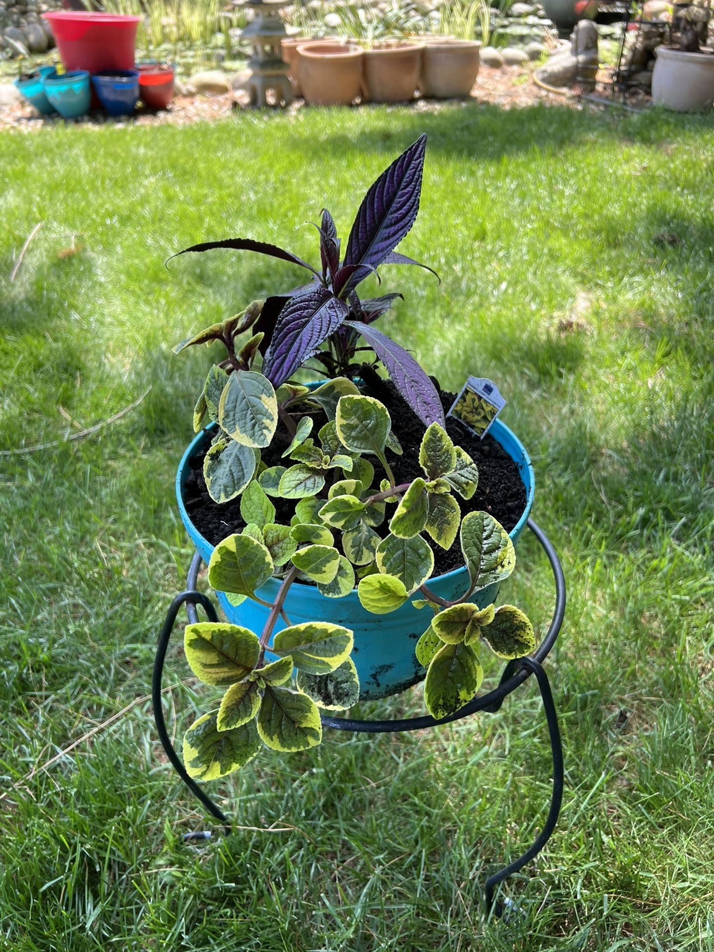 Persian And Guacamole Plant