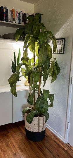 Bamboo Decor