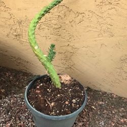 Eve’s Needle Cactus In Pot