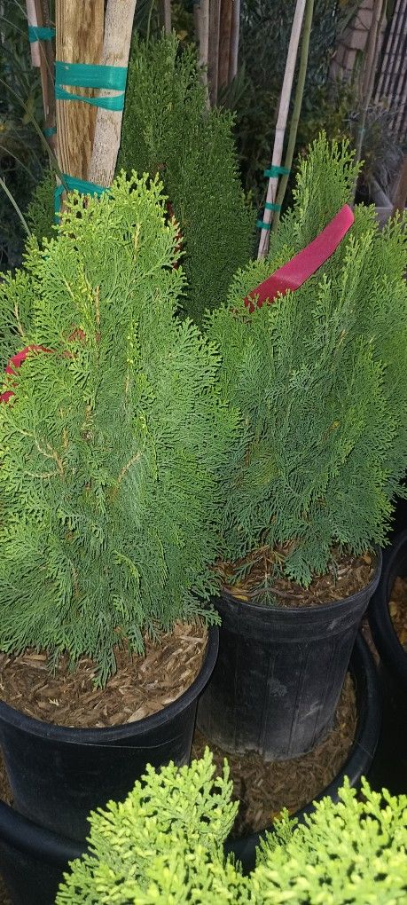 Tuya Pine🎍