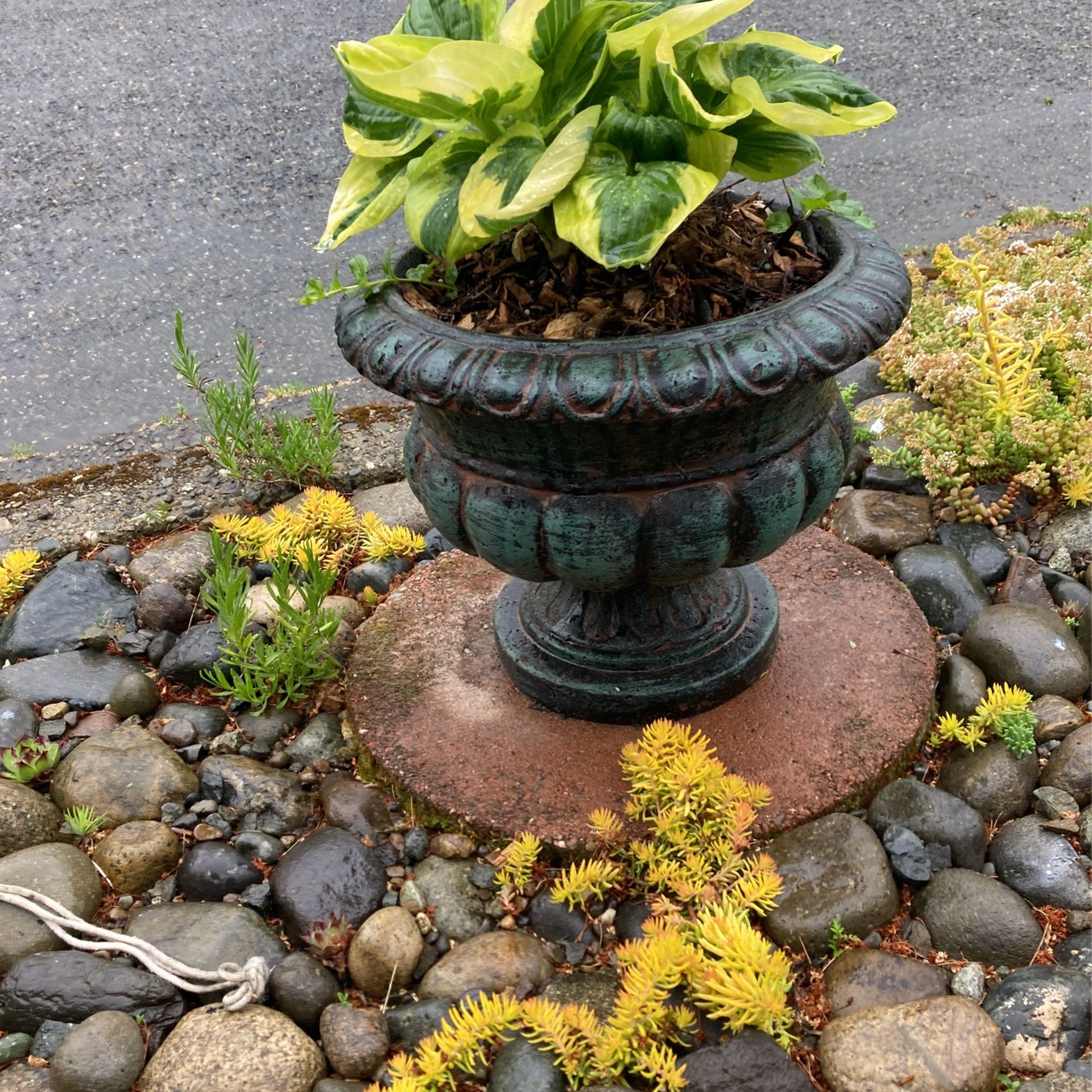 Hosta Plants