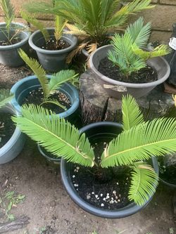 Small sego plants