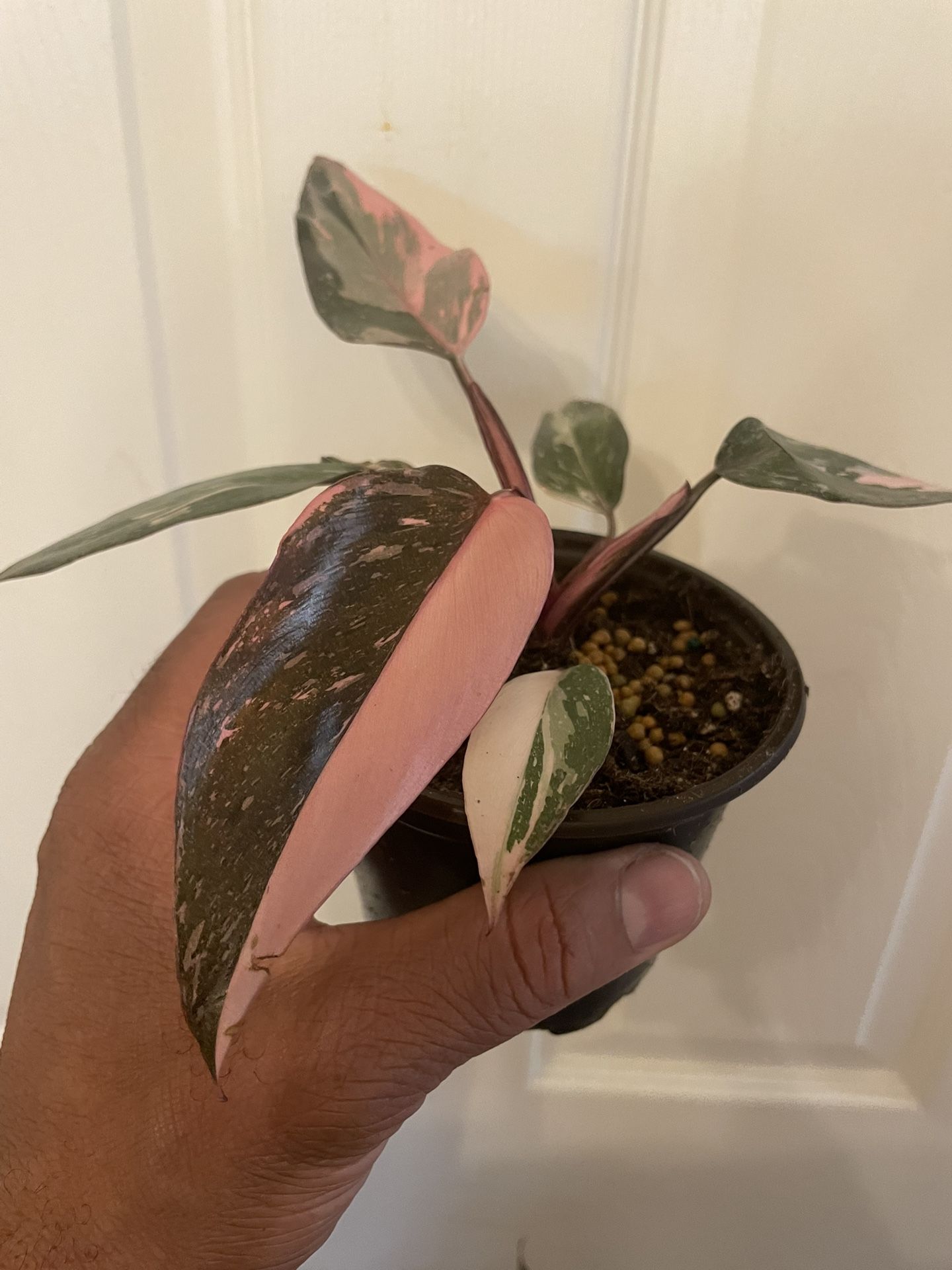 Philodendron “Pink Princess” | Variegated Tropical Plant | Pink and Green Leaves | $5 Off With Local Pick Up