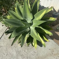 Large Agave Plant 47”