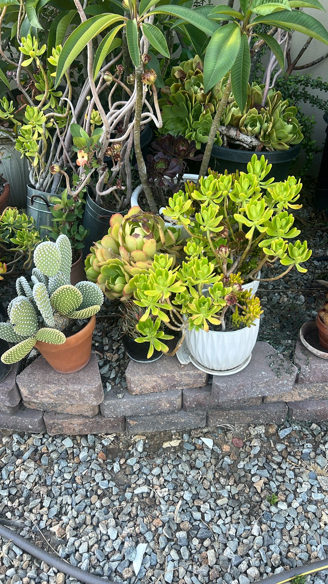 Plants For Sale