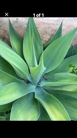 Plants Agaves $5 Each Drought Tolerant 
