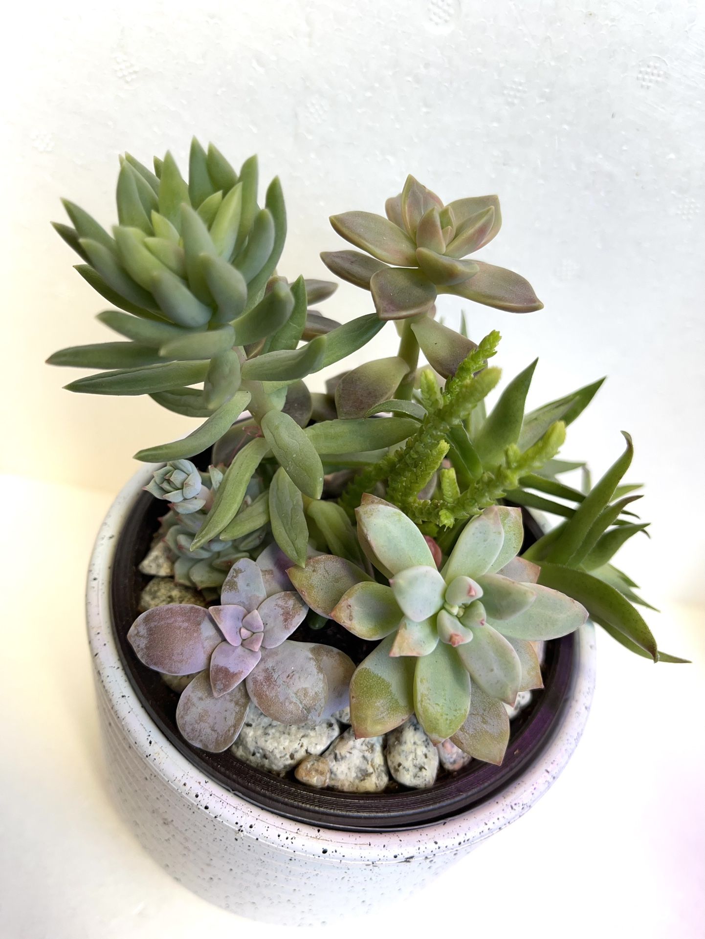 Cute Succulents Houseplants In 3,5H Ceramic Pot.