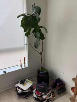 fiddle leaf tree