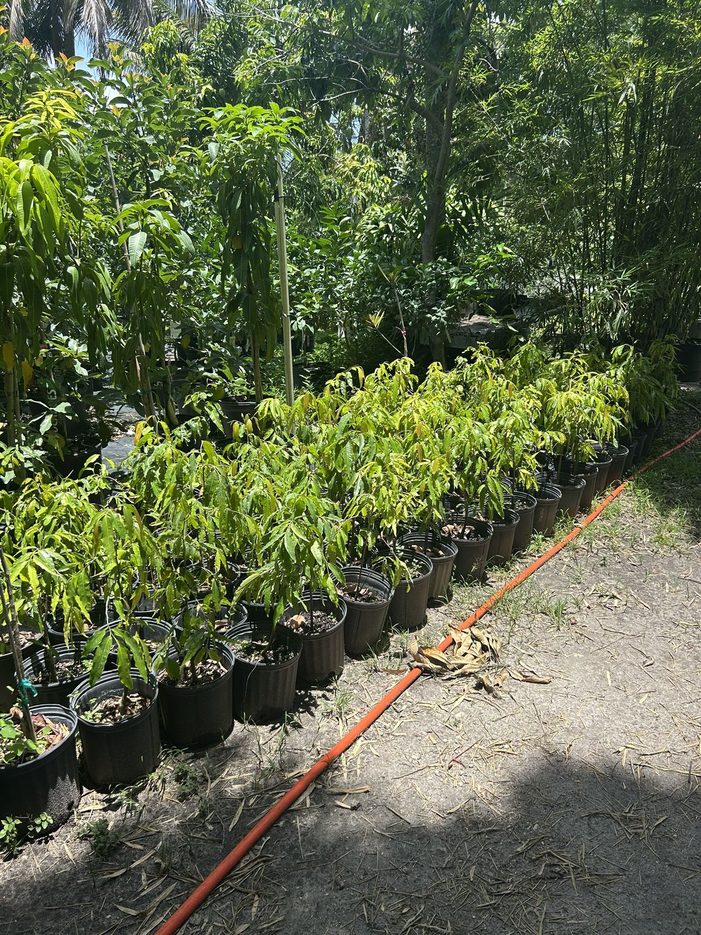 Mast / Ashoka Tree