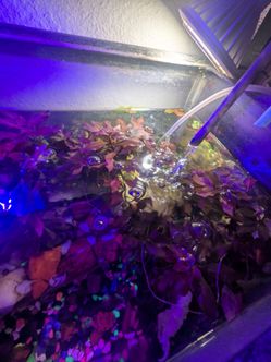 Aquarium plants trade
