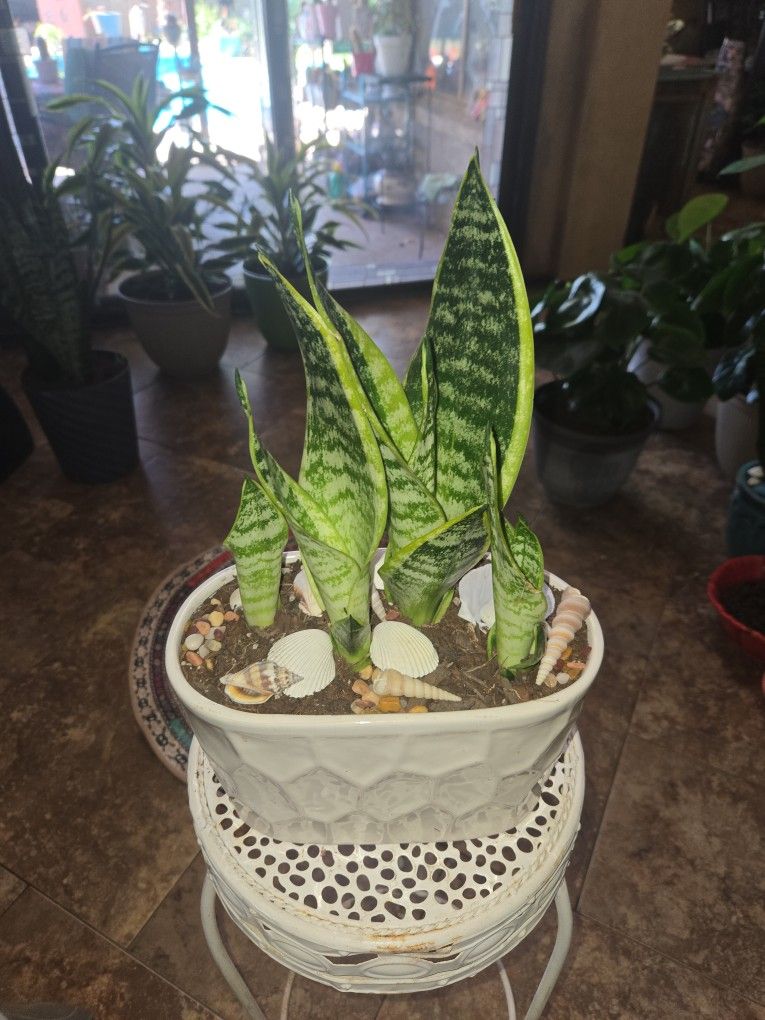 Sansevieria Snake Plants In 10in Wide Ceramic Pot With Shells And Stones