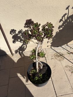 Succulents With Pot