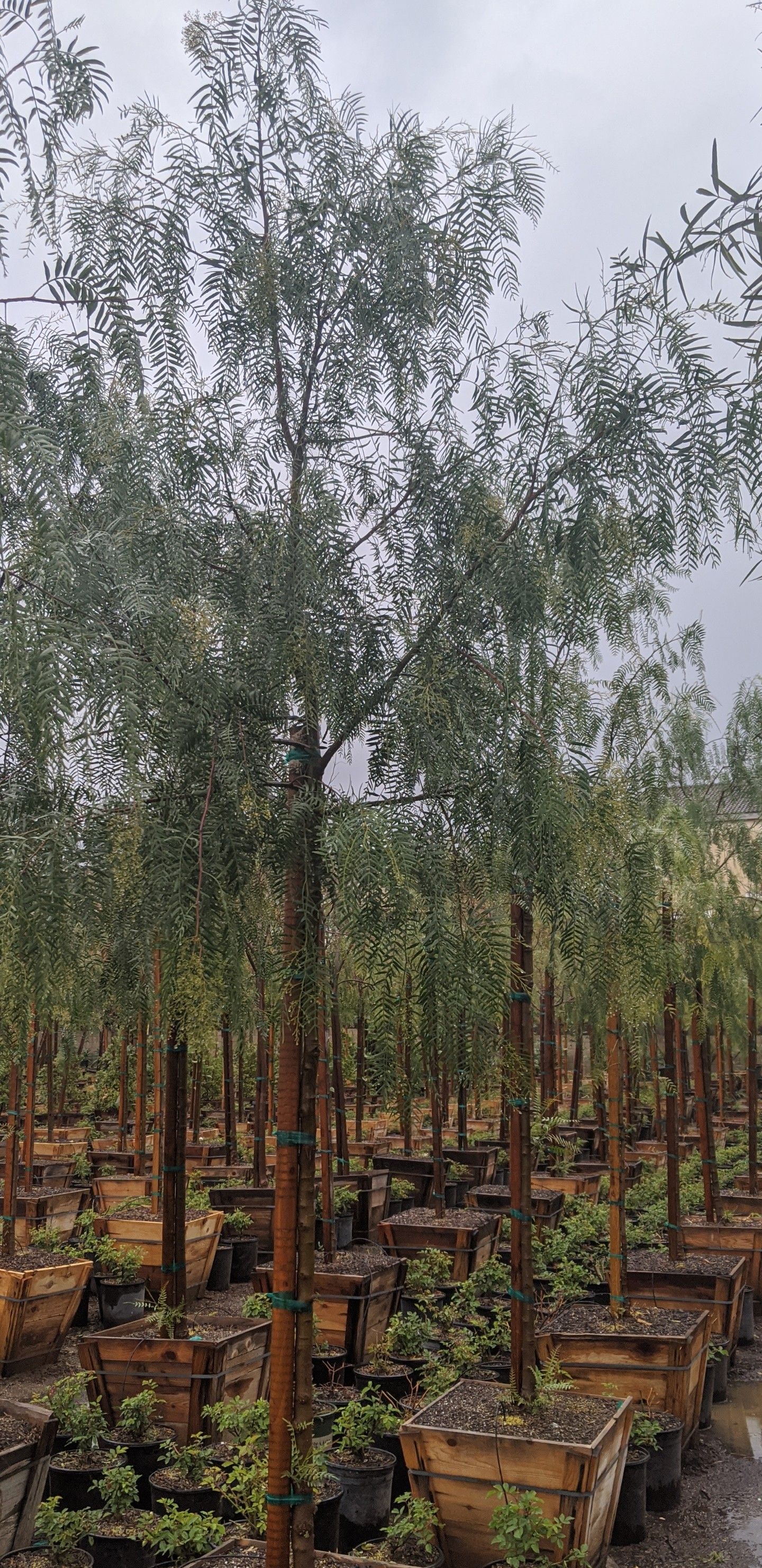 California Pepper trees 12ft 24"boxed for Sale in RCHO SANTA FE, CA