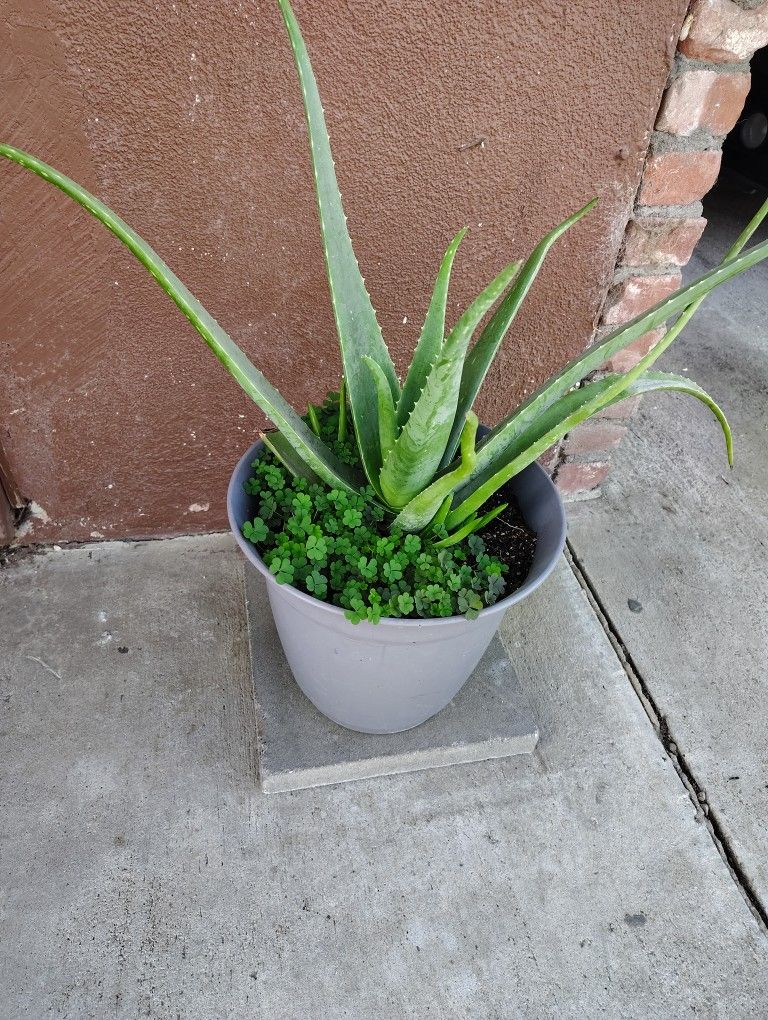 aloe Vera Plant