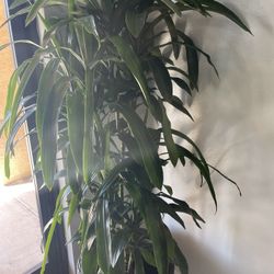 Plant