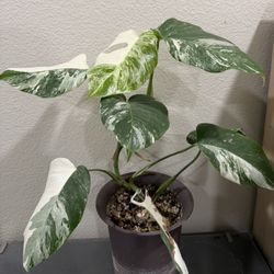 Highly Variegated Monster Albo 8 Leaves Plant