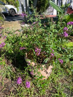 Butterfly bush
