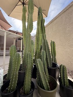 Cactus Plants - Peruvian Apple, African Candelabra, Prickly Pear...
