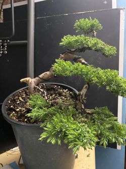 Bonsai Juniper
