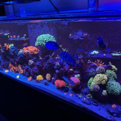 Reef Fish Tank Aquarium Decorations 