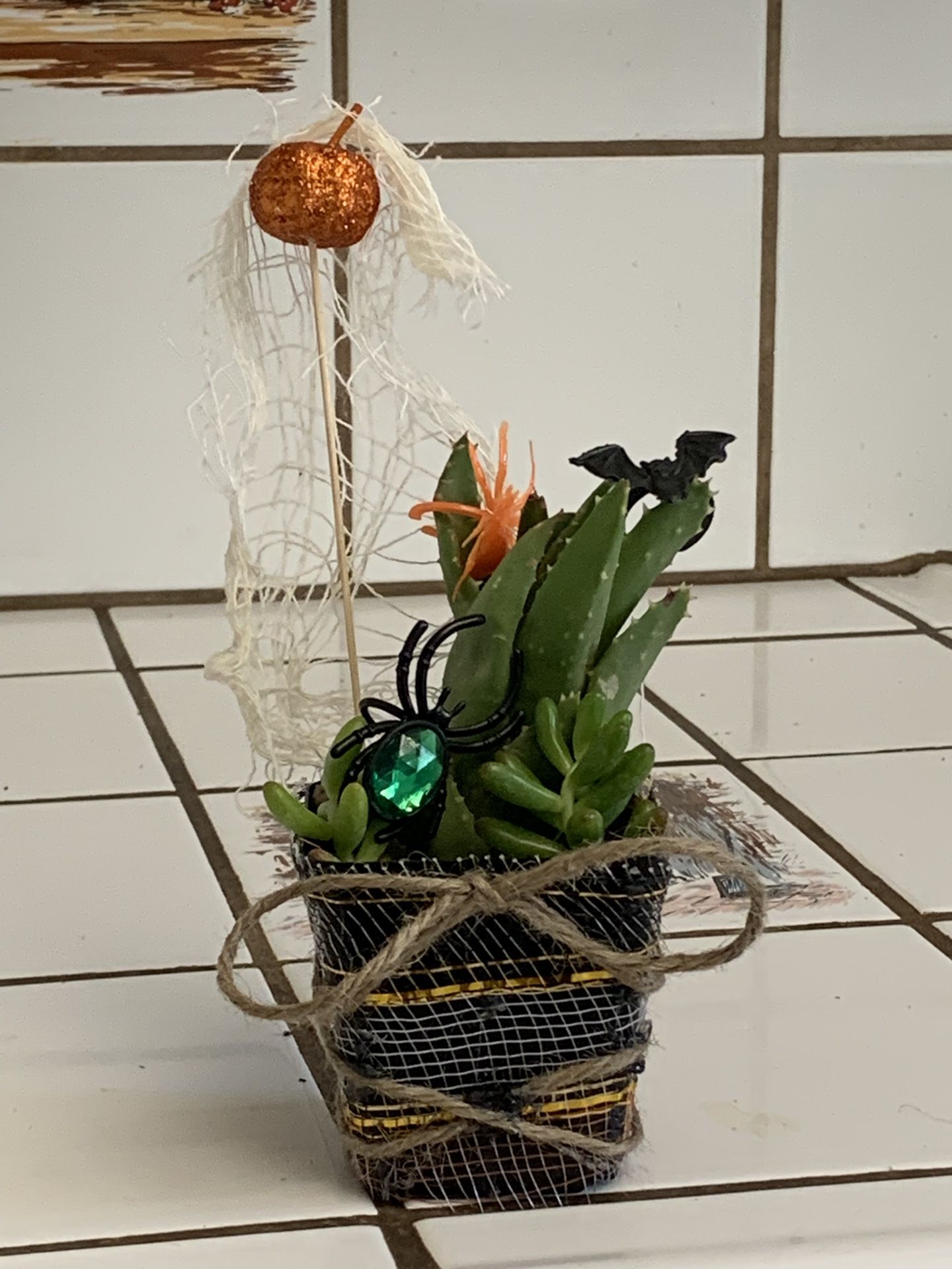 Halloween succulent plant ! Live Plants 