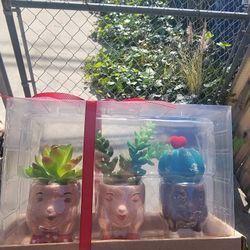 Artifical Succulents New
