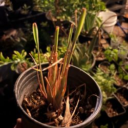 Lemongrass