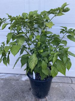 Ghost Pepper Fruiting Plant, In 5 Gallóns Pot Pick Up Only