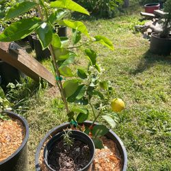 Sweet Limes