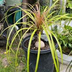 Elephant Foot Plants,  5 gallon Pots  $35  each Pot 