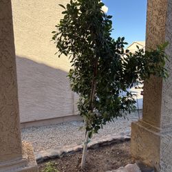 Ficus Tree $50