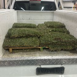 At Augustine Grass Sod