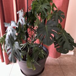 House Plant 