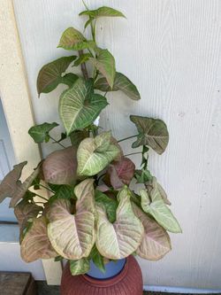 Plants