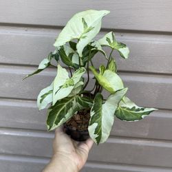 5” syngonium 3 kings