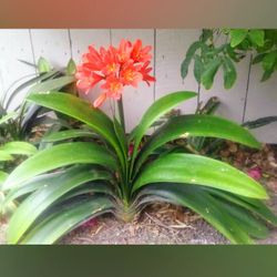 Tropical Clivia Plants - Mature. Orange Cluster of Flowers